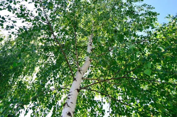 Birch Tree Fresh Green Leaves Summer Day Blue Sky — Stock Photo, Image