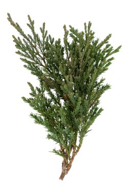Arborvitae yaprakları beyaz arkaplanda yalıtılmış
