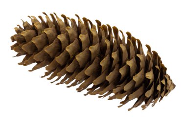 Koni beyaz arkaplanda izole edildi