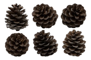 Beyaz arkaplanda çam kozalakları izole