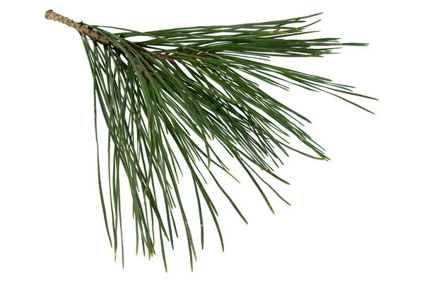Twig Pine Tree Isolated White Background — Stock Photo, Image
