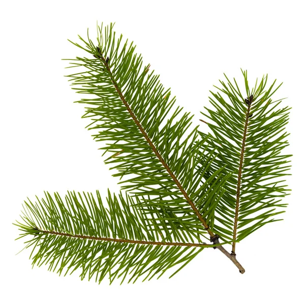 Twig Spruce Isolated White Background — Stock Photo, Image