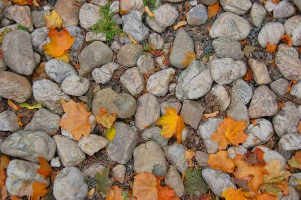 Feuilles Jaunes Automne Couchées Sur Les Rochers — Photo