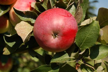 Ağaçtaki kırmızı elmalar