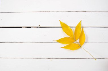 Beyaz arka planı olan sarı bir yaprak. Sonbahar konsepti