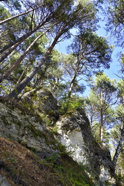 Transparent pine forest illuminated by the sun on the high rocky bank of the Ural river Iren. Sunny autumn in the foothills of the Western Urals.