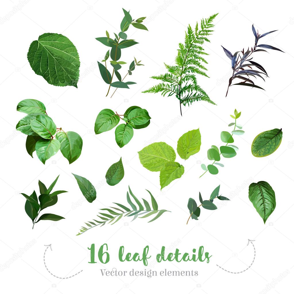 Greenery leaves vector big collection