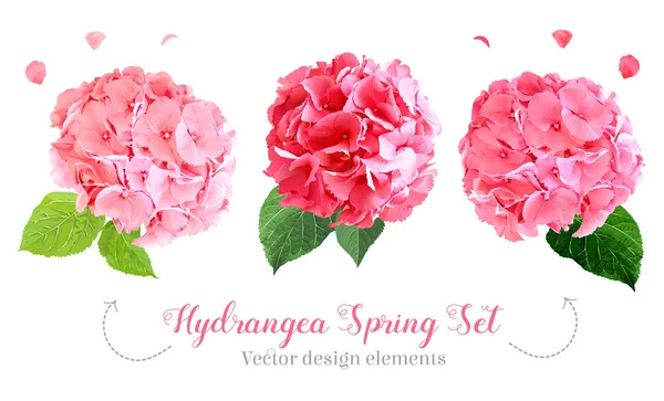 Watercolor style hydrangea flowers set — Stock Vector