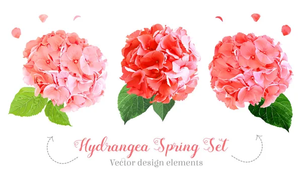 Set di fiori di ortensia in stile acquerello — Vettoriale Stock