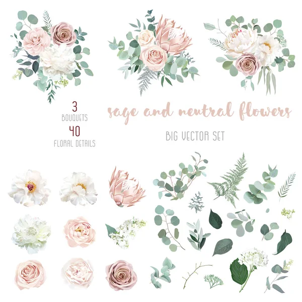 Camellia rose pâle, rose poussiéreuse, pivoine blanche ivoire, protea rougissant — Image vectorielle