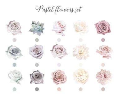 Pastel çiçekler büyük vektör tasarımı seti. Güller, yıldız çiçeği, sulu, ranunculus.