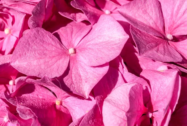 Крупним Планом Рожеві Пелюстки Гортензії Природним Світлом Сонячний День Весни — стокове фото