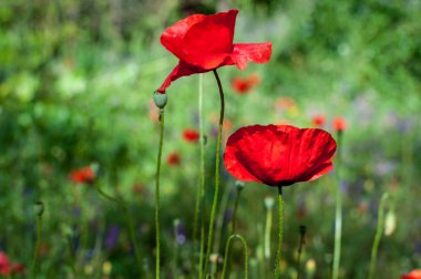 Poppies closeup bahar bahçesinde
