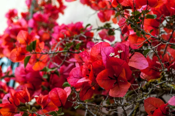 Closeup Κόκκινο Μπουκαμβίλιες Λουλούδια Ένα Λιβάδι Την Άνοιξη — Φωτογραφία Αρχείου