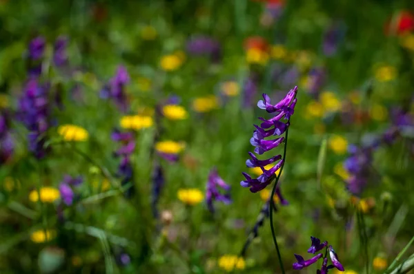 Primer Plano Veza Copetudo Prado Con Flores Amarillas Púrpuras —  Fotos de Stock