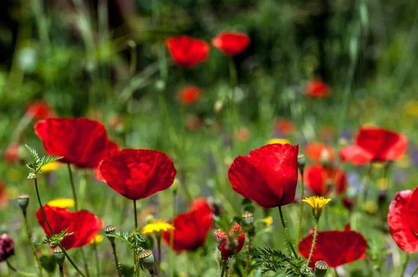 Closeup Poppies Garden Spring — Stock Photo, Image