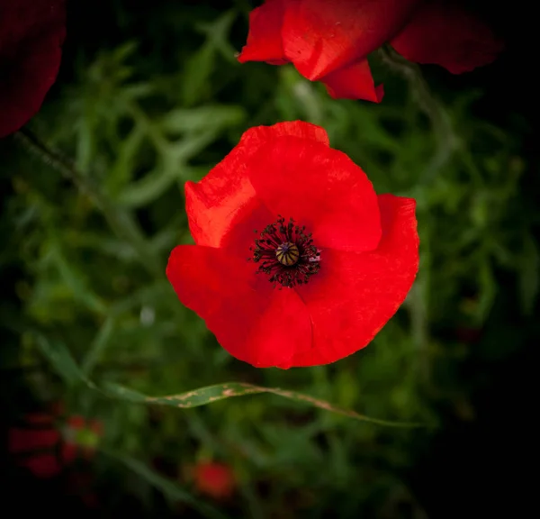 Closeup Poppy Dark Background Meadow — Stock Photo, Image