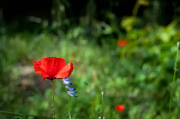 Closeup Poppies Garden Spring — Stock Photo, Image