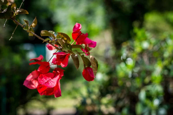 Closeup Κόκκινο Μπουκαμβίλιες Λουλούδια Μια Ηλιόλουστη Μέρα Της Άνοιξης Ένα — Φωτογραφία Αρχείου