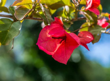 Tatlı kırmızı bougainvillea çiçek bahar bir çayırda güneşli bir günde