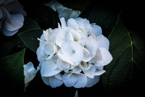 Nahaufnahme Großer Weißer Hortensien Auf Dunklem Hintergrund — Stockfoto
