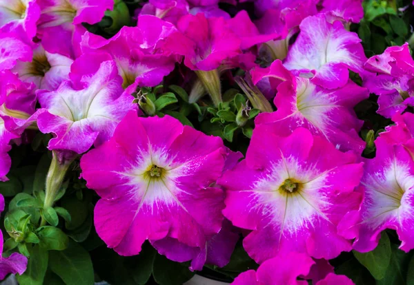 Gros Plan Pétunias Violets Blancs Lumière Naturelle — Photo