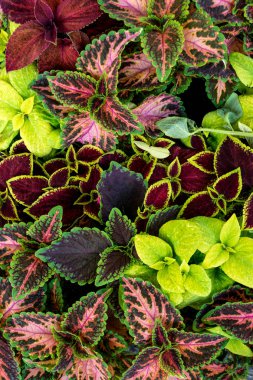 Multicolred coleus bitkiler doğal ışık closeup