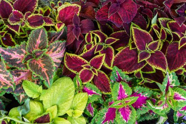 Multicolred coleus bitkiler doğal ışık closeup