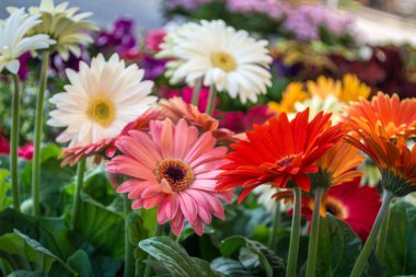 pembe, beyaz, turuncu ve Kırmızı gerbera görünümünü