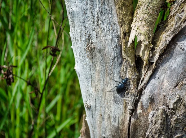 牧草地の木の上の黒い甲虫のクローズ アップ — ストック写真