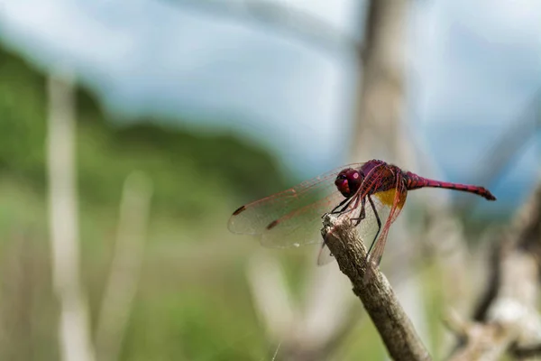 Nahaufnahme Einer Roten Libelle Auf Einer Wiese Frühling — Stockfoto