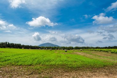 Balya saman ve bağ bahar bulutlu gökyüzü altında yatay alanın