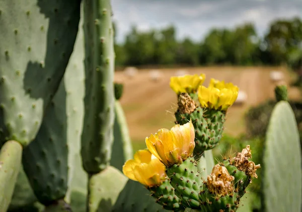closeup of yellow prickly pear flower in a meadow