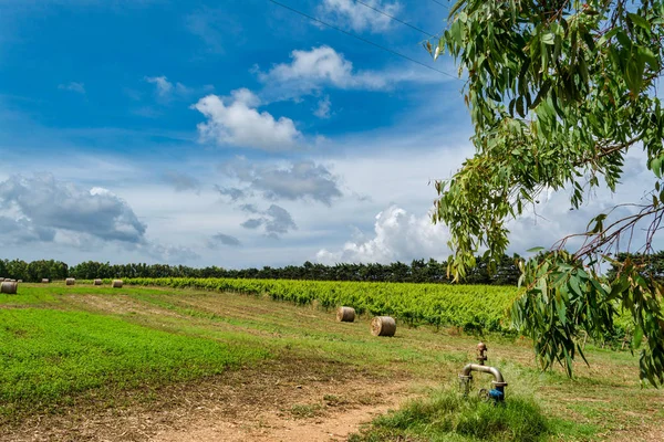 Balya saman ve bağ bahar bulutlu gökyüzü altında yatay alanın
