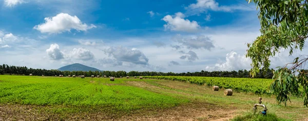 Balya saman ve bağ bahar bulutlu gökyüzü altında yatay alanın