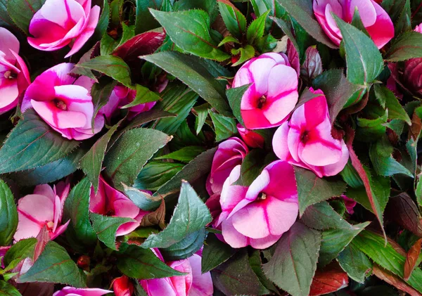 Pembe ve beyaz Impatiens doğal ışık closeup