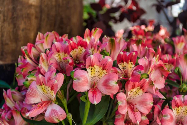 Rózsaszín Perui Liliom Virágok Tavasszal Kertben — Stock Fotó