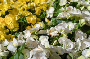 Güneşli bir günde beyaz ve sarı küçük çiçekler