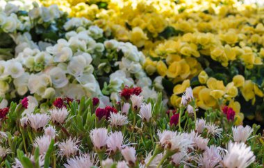 Güneşli bir günde beyaz ve sarı küçük çiçekler