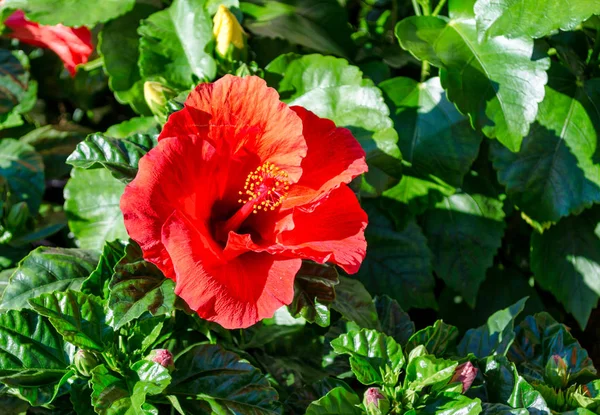 Closeup Hibisco Vermelho Jardim Dia Ensolarado — Fotografia de Stock