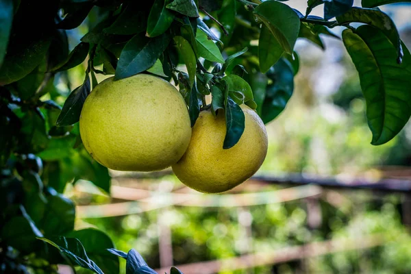two grapefruits on the tree in a garden in a sunny day of spring