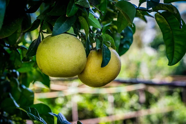 Dos Pomelos Árbol Jardín Día Soleado Primavera —  Fotos de Stock