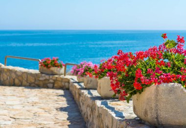 Sardunyalar Sardunyalı kenarı, içinde şehir Porto Torres, yaz güneşli bir kap