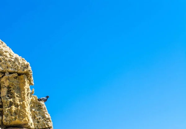 Primo Piano Piccione Una Vecchia Parete Sotto Cielo Blu — Foto Stock