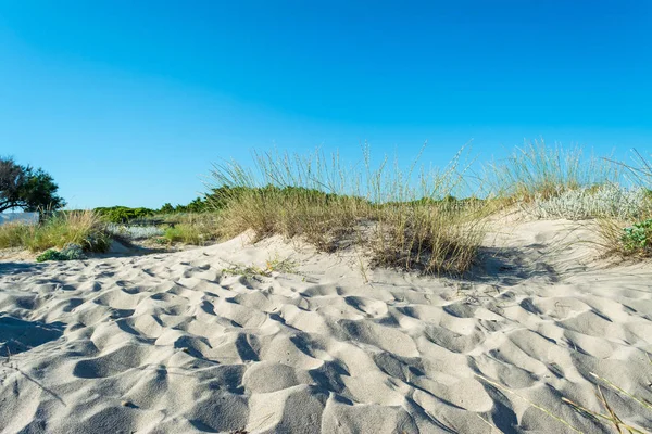 Dune Sand Beach Summer — Stock Photo, Image