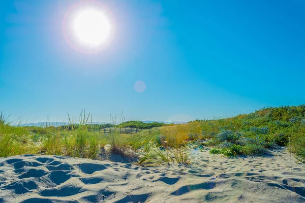 Dune Sand Beach Summer — Stock Photo, Image