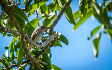 güneşli bir günde bir dalda dinlenme serçe closeup