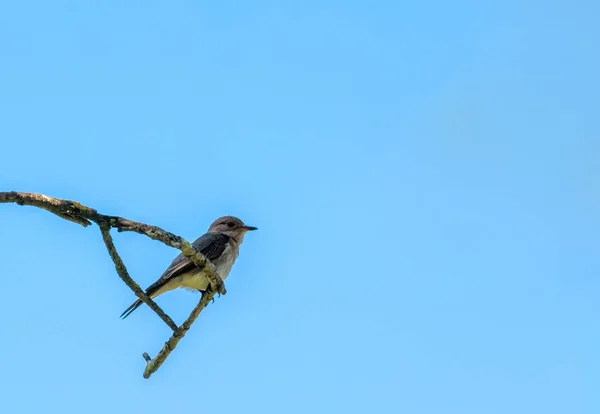 Zbliżenie Sparrow Spoczywała Oddział Słoneczny Dzień — Zdjęcie stockowe