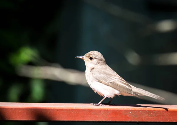 Bruant Reposant Dans Jardin Par Une Journée Ensoleillée — Photo