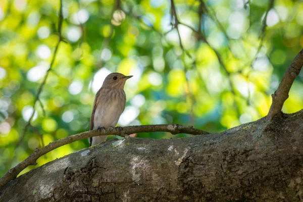 Gros Plan Moineau Reposant Sur Une Branche Par Une Journée — Photo